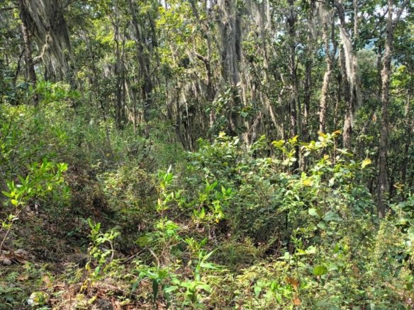 Terreno en Alquiler – El Chimbo, Tegucigalpa